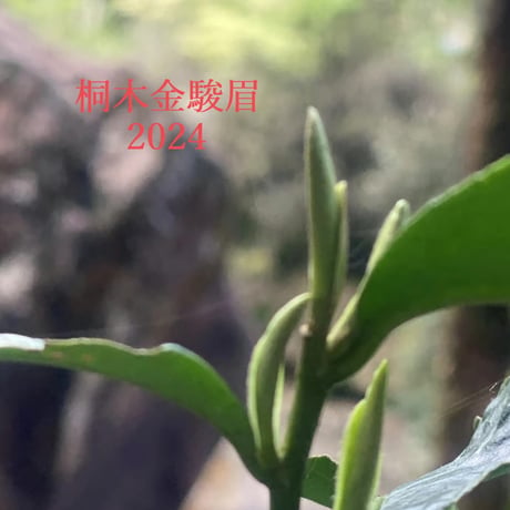 桐木単芽野生紅茶金駿眉(2024)