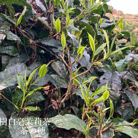 古樹白毫茉莉茶/古樹新芽のみを使った高級ジャスミン茶