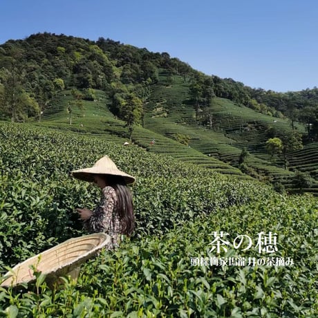 武夷岩茶 茶の穂