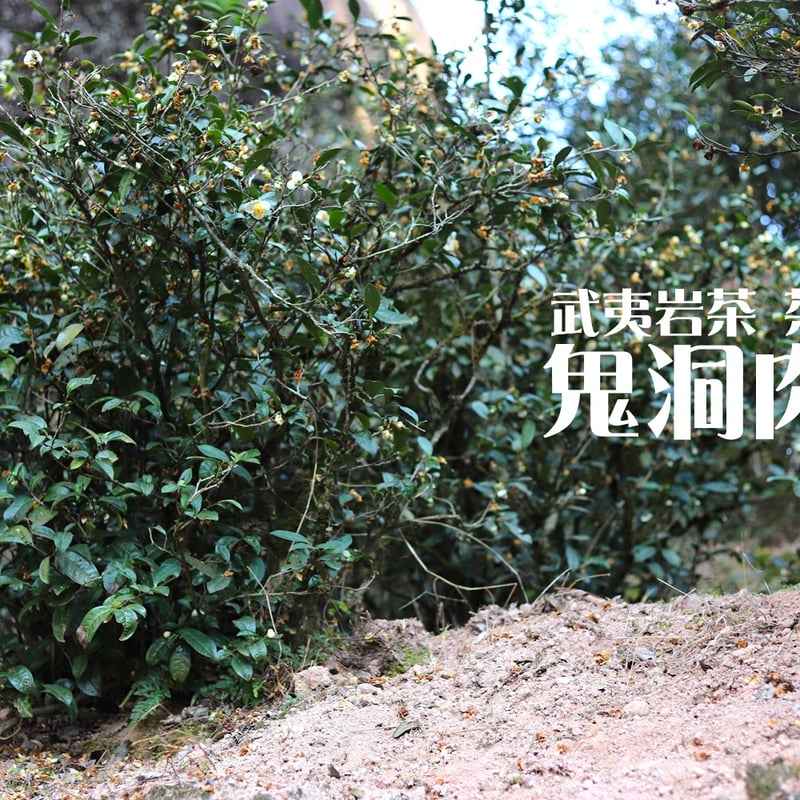 鬼洞肉桂 2024 (花香型) | 武夷岩茶 茶の穂