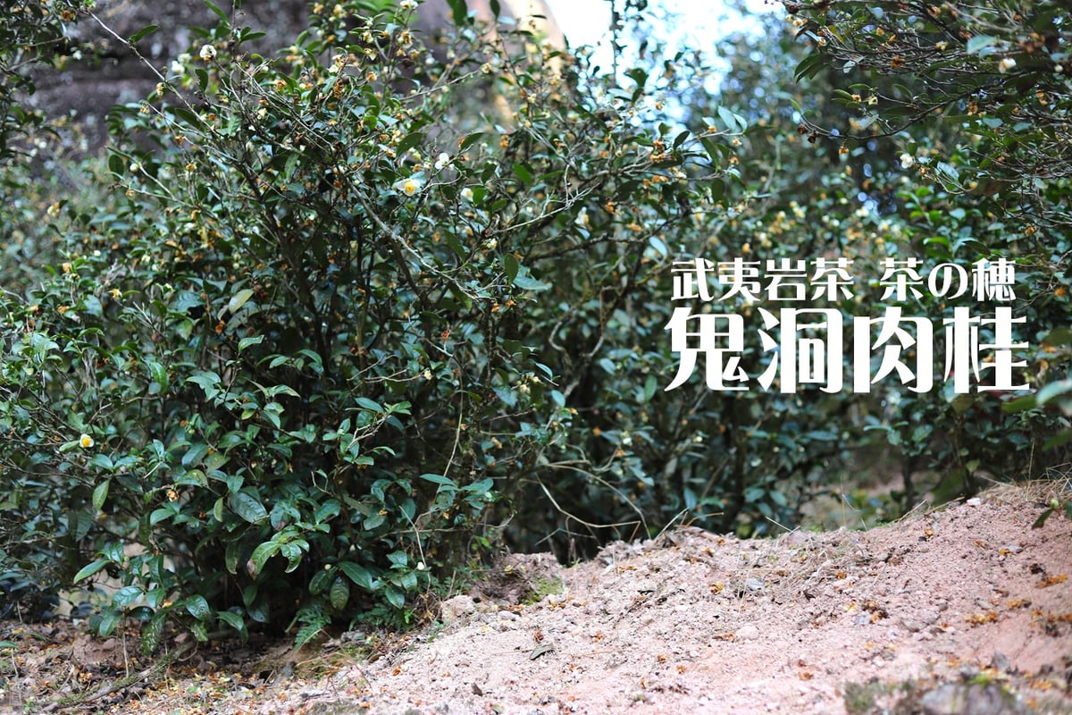 鬼洞肉桂 2024 (花香型) | 武夷岩茶 茶の穂