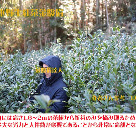 桐木野生紅茶金駿眉2026 予約販売