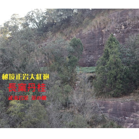 秘境正岩大紅袍 長窠丹桂 2025