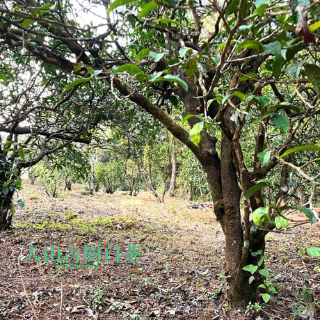 大山古樹白茶 散茶 2023