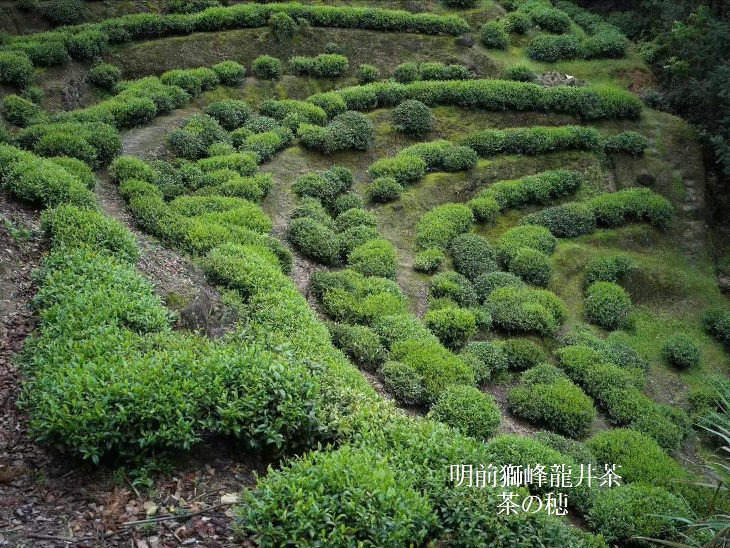 獅峰龍井茶/西湖龍井 2026 | 武夷岩茶 茶の穂