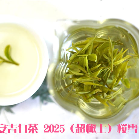明前安吉白茶 2025 桜雪　浙江安吉産の緑茶