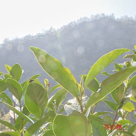 桐木野生紅茶金駿眉2026 予約販売