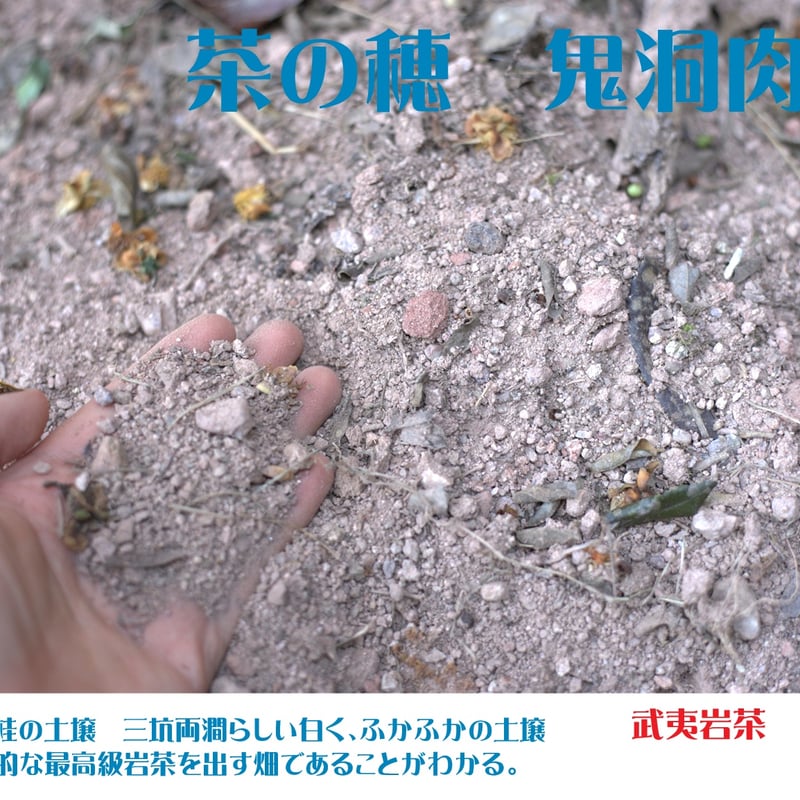 鬼洞肉桂 2024 (花香型) | 武夷岩茶 茶の穂