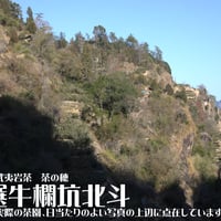特選牛欄坑北斗 2023 (牛欄坑右肘上辺北斗)
