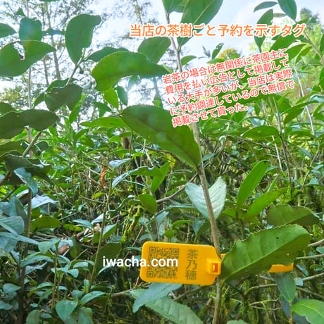 桐木野生紅茶金駿眉2026 予約販売