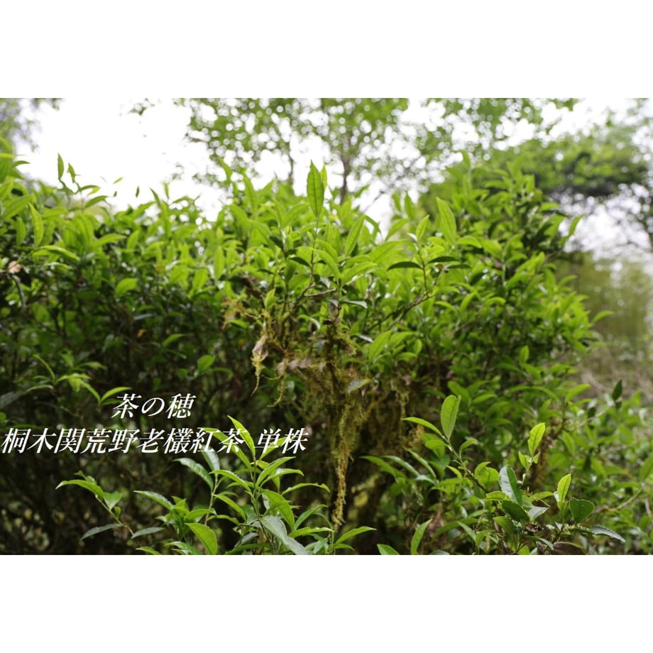 636a5ed4c808a41b22628ee1