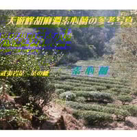 慧苑坑肉桂 | 武夷岩茶 茶の穂