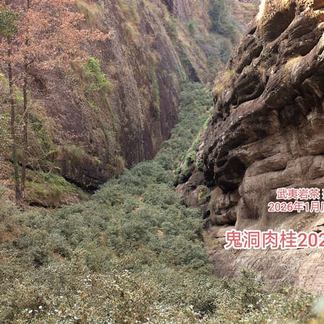 鬼洞肉桂 2024 (花香型)