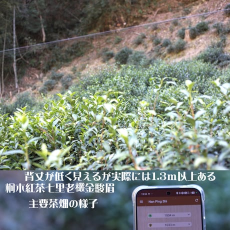 桐木野生紅茶金駿眉2026 予約販売