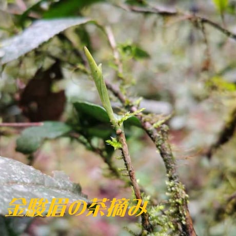 桐木野生紅茶金駿眉2026 予約販売