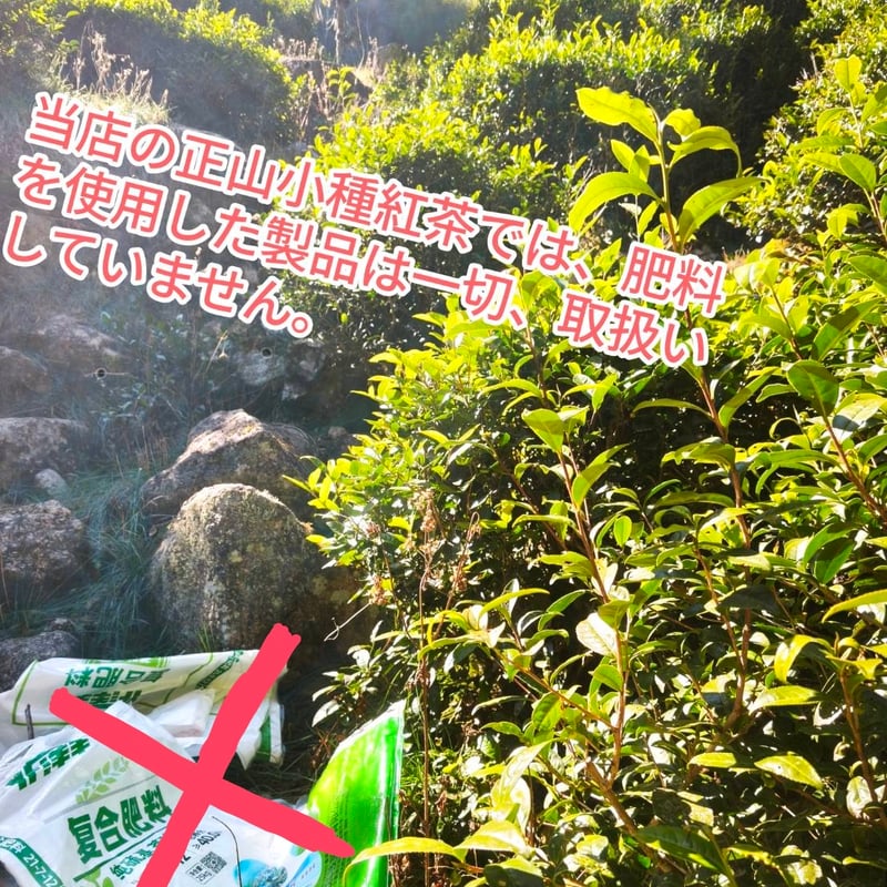 桐木野生紅茶 妃子笑 Premium 2025 | 武夷岩茶 茶の穂