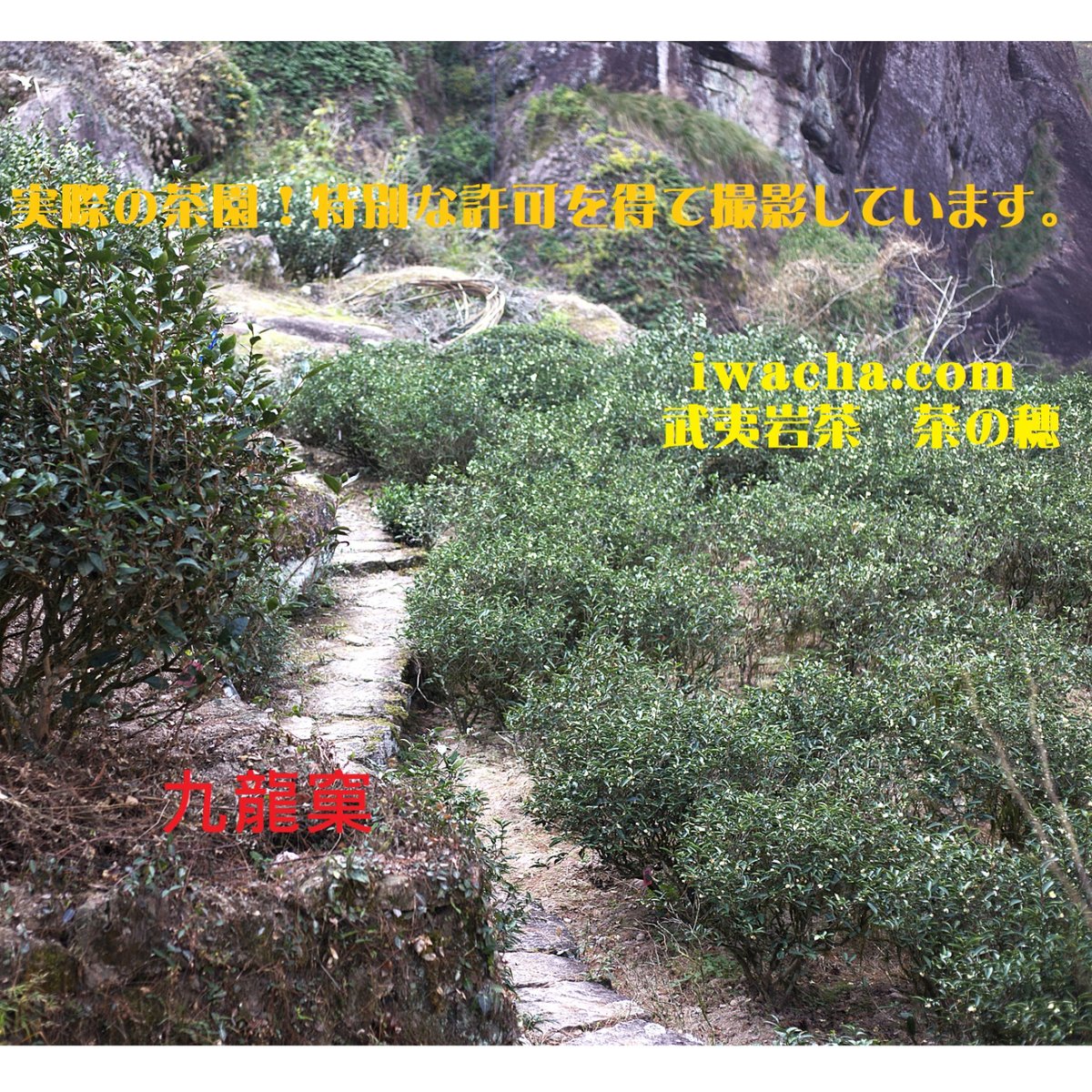 九龍窠老樹肉桂 伝統型 | 武夷岩茶 茶の穂
