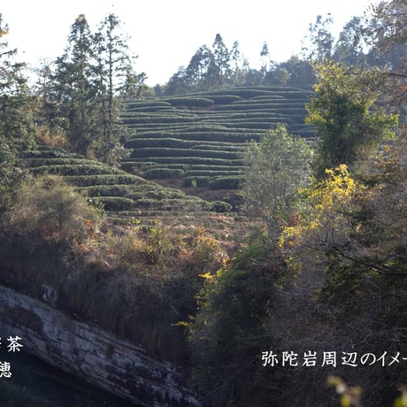弥陀岩水金亀 2025