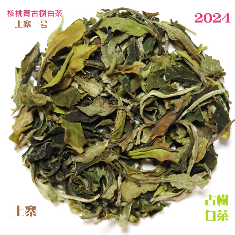 核桃箐古樹白茶 2024 単一茶園限定 | 武夷岩茶 茶の穂