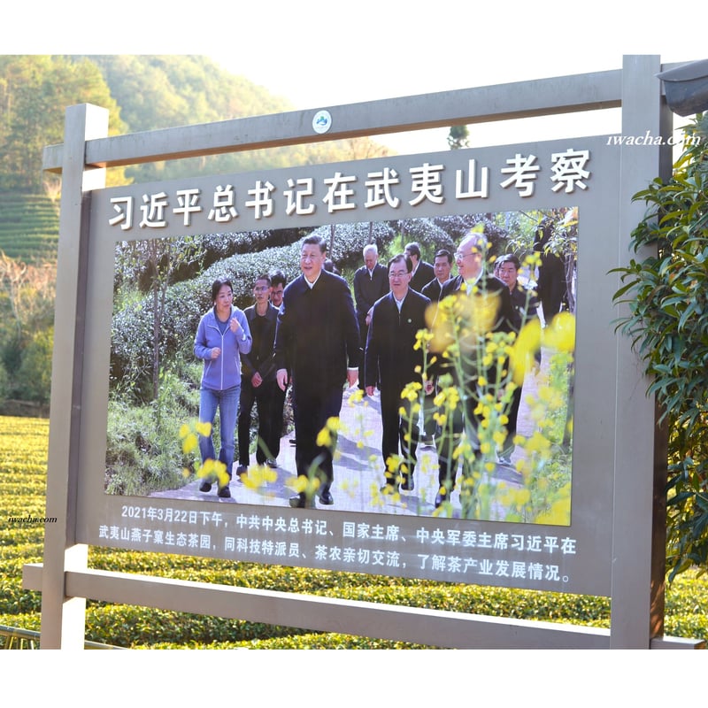 燕子窠肉桂 2024 (生態茶) | 武夷岩茶 茶の穂