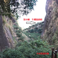 牛欄坑肉桂(牛頭肉桂)