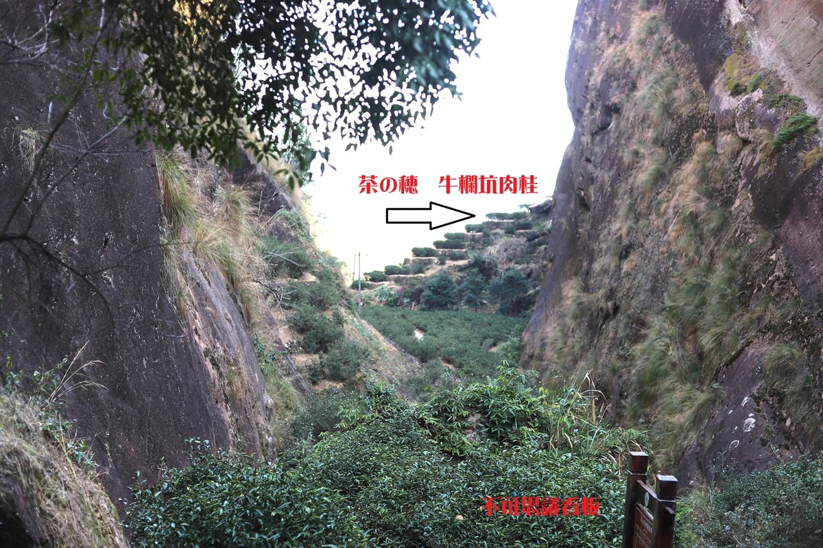 牛欄坑肉桂(牛頭肉桂) | 武夷岩茶 茶の穂