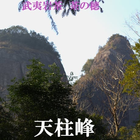 天柱峰老欉金銭 珍品