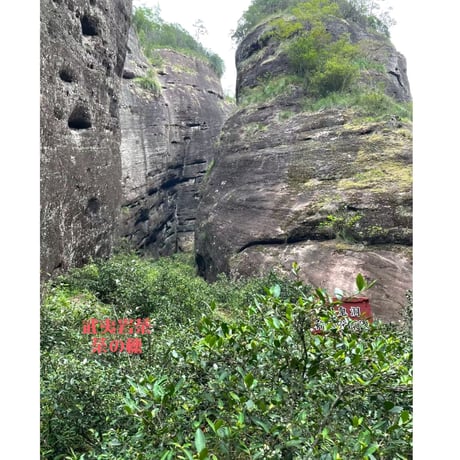 武夷岩茶 茶の穂