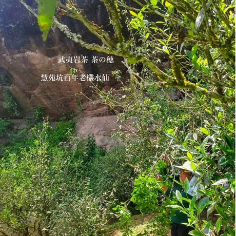 武夷岩茶 茶の穂