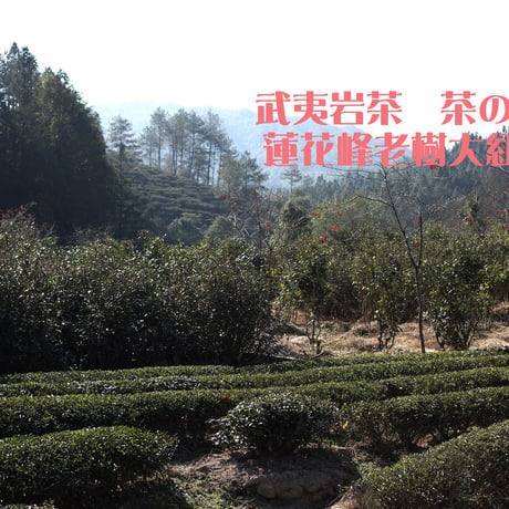 蓮花峰老樹大紅袍