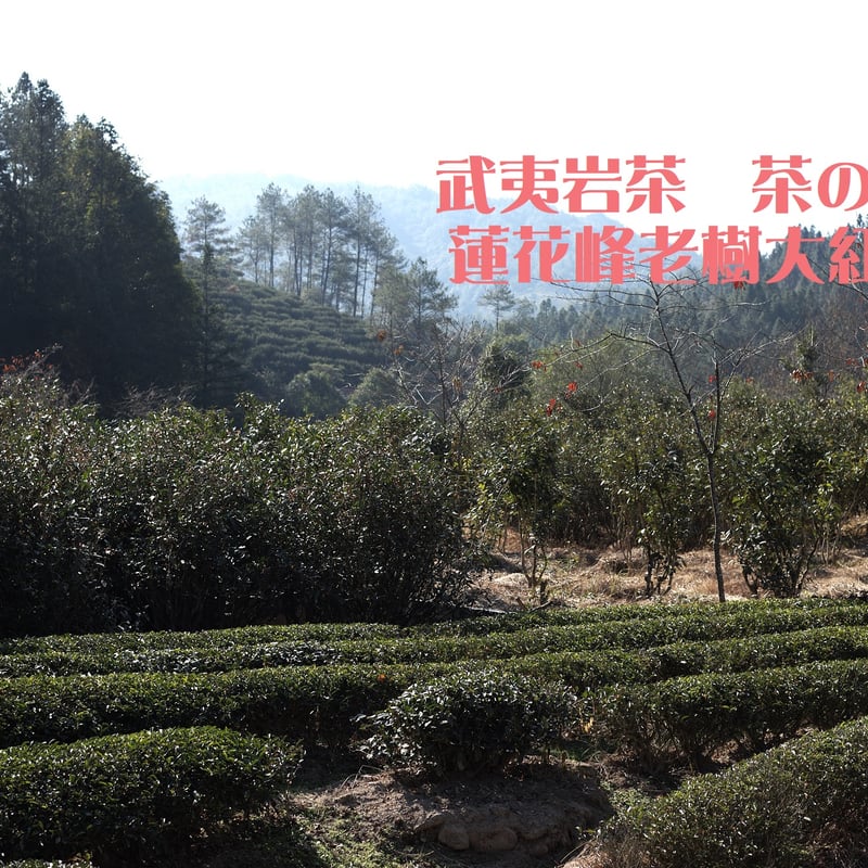蓮花峰老樹大紅袍 2024 (価格改定のお知らせ) | 武夷岩茶 茶の穂