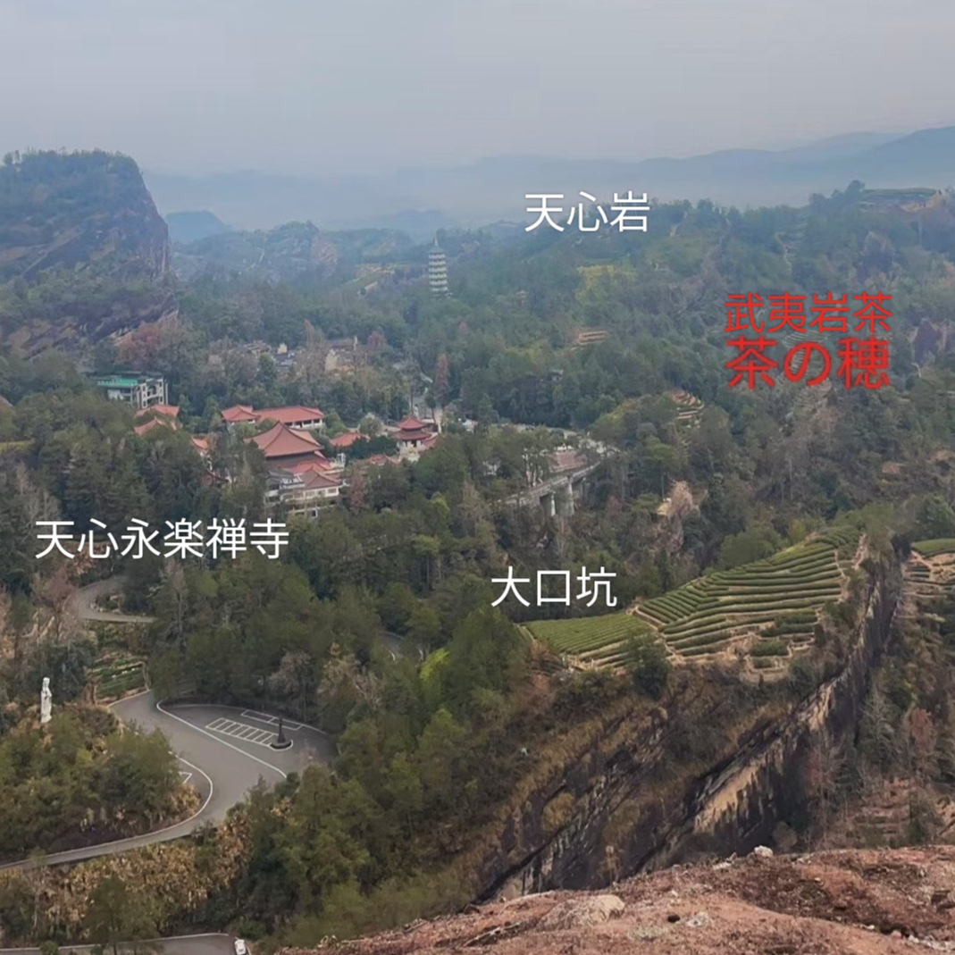 大口坑伝統肉桂 2024（2025春節記念製品）数量限定 | 武夷岩茶 茶の穂