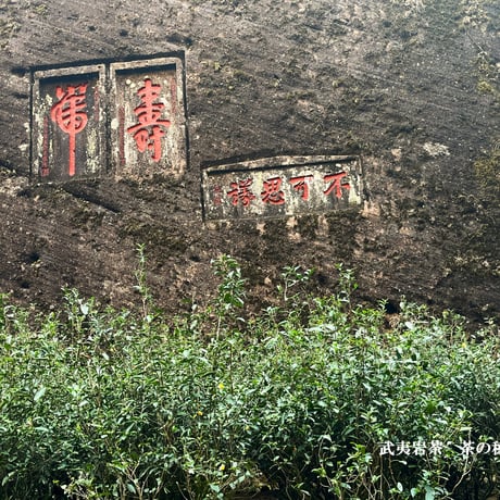 牛欄坑肉桂(牛頭肉桂)