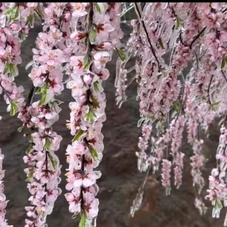 明前安吉白茶 2025 桜雪　浙江安吉産の緑茶