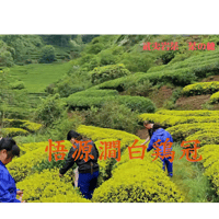 悟源澗白鶏冠 2023