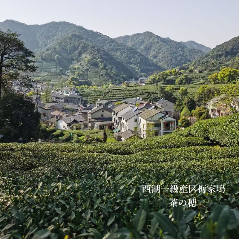 頭採梅家塢龍井茶 2025 長葉特級 一ヶ月限定販売 | 武夷岩茶 茶の穂 頭採梅家塢龍井茶 2025 長葉特級 一ヶ月限定販売 | 武夷岩茶 茶の穂