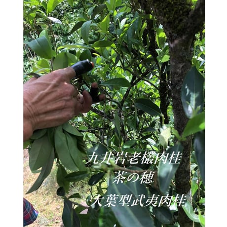 九井岩老欉肉桂 三株 2023