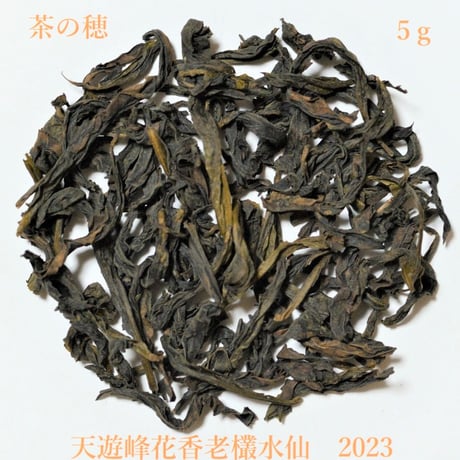 天遊峰老欉水仙(2023) 数量限定復活販売
