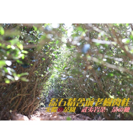 馬頭磊石精舎前老樹肉桂