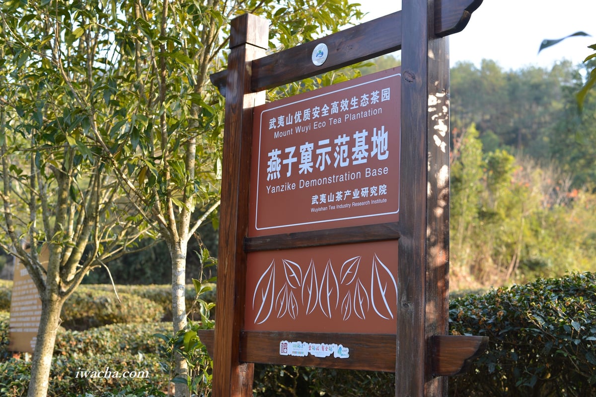 燕子窠肉桂 2024 (生態茶) | 武夷岩茶 茶の穂