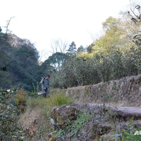 慧苑坑陳年老欉水仙 2009