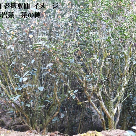 慧苑坑陳年老欉水仙 2009