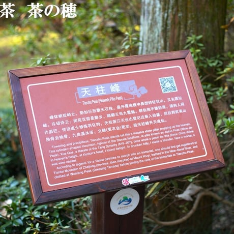 天柱峰老欉金銭 珍品
