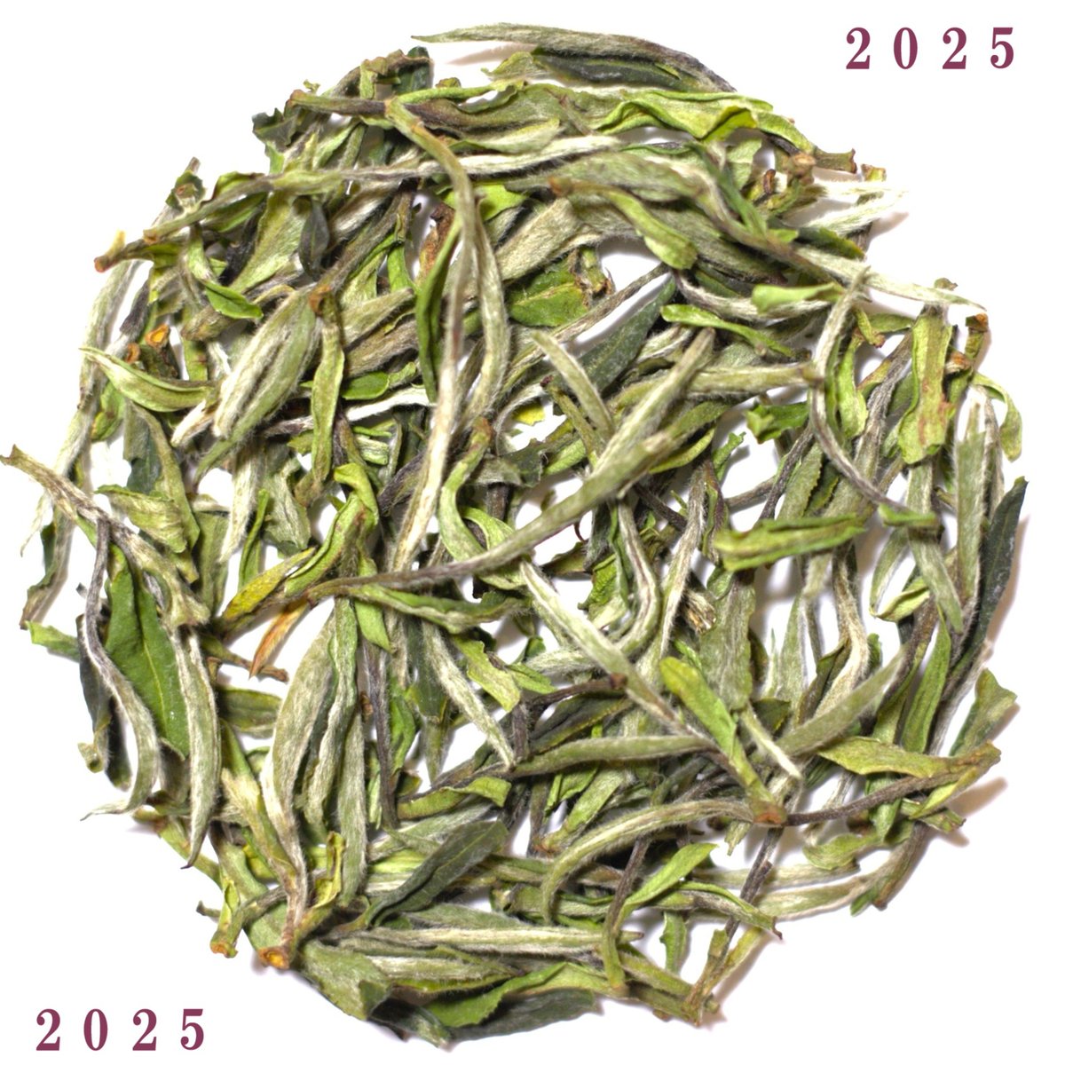 政和明前白牡丹 2025 | 武夷岩茶 茶の穂