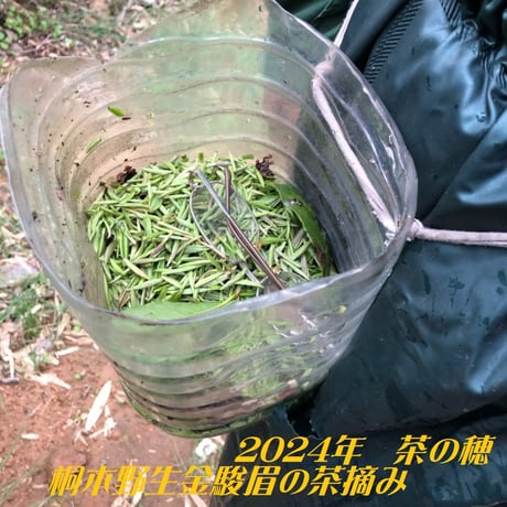 桐木野生紅茶金駿眉2026 予約販売