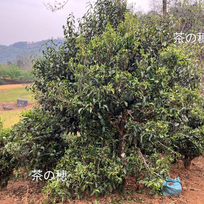 木瓜寨古樹白茶 2025 単一茶園限定