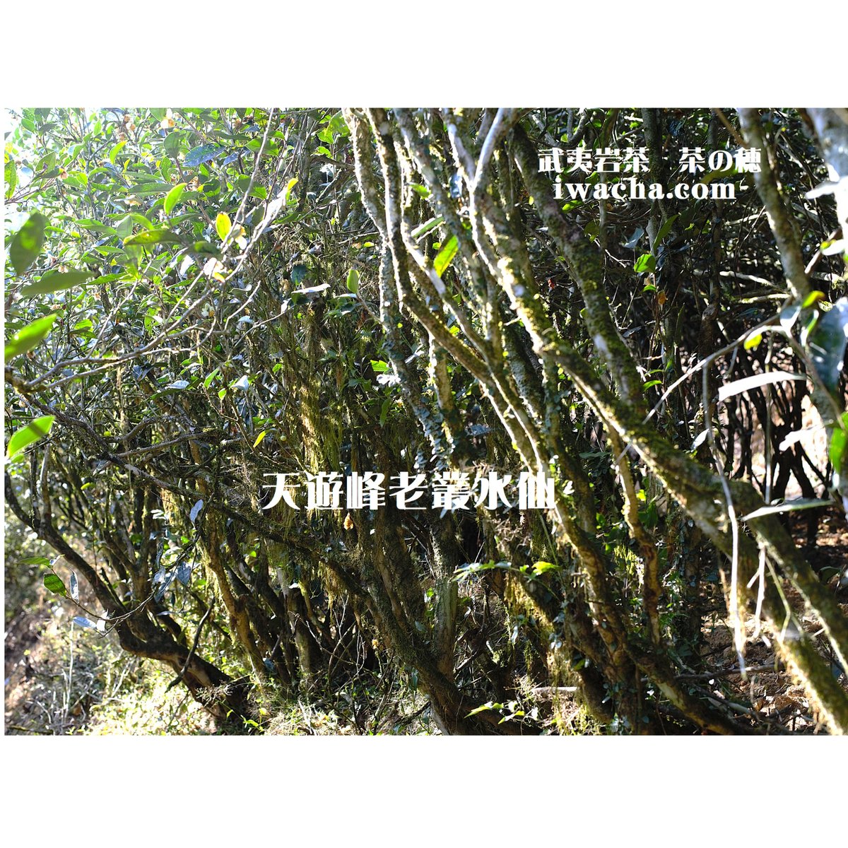 天遊峰花香老欉水仙 (陳茶タイプ) | 武夷岩茶 茶の穂