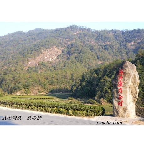燕子窠肉桂 2024 (生態茶)