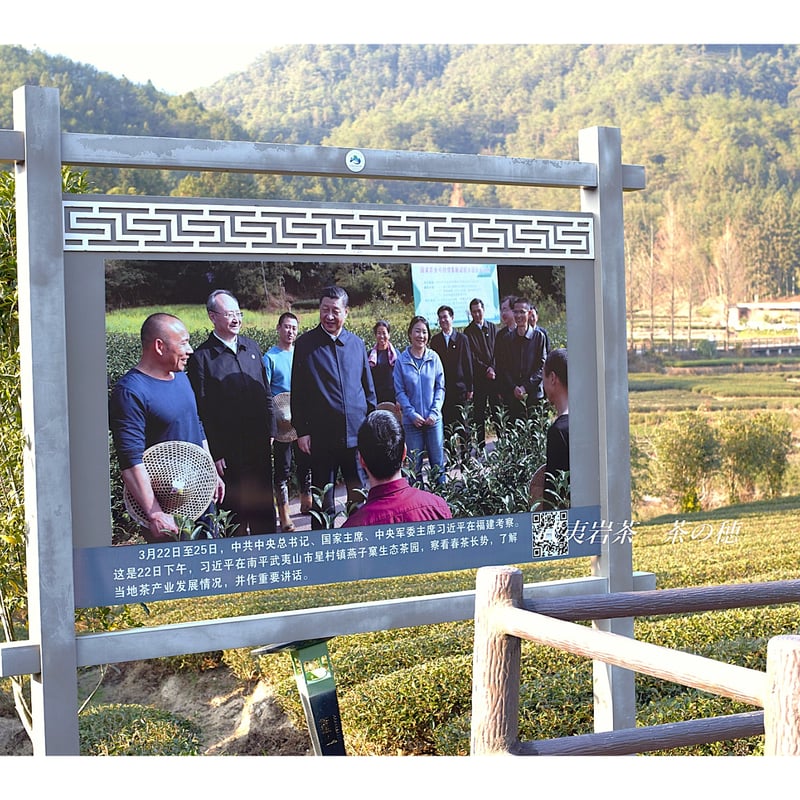 燕子窠肉桂 2024 (生態茶) | 武夷岩茶 茶の穂