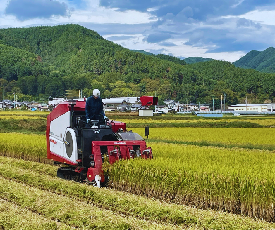 令和7年産 おにぎりにしても美味しいお米『信州産コシヒカリ玄米